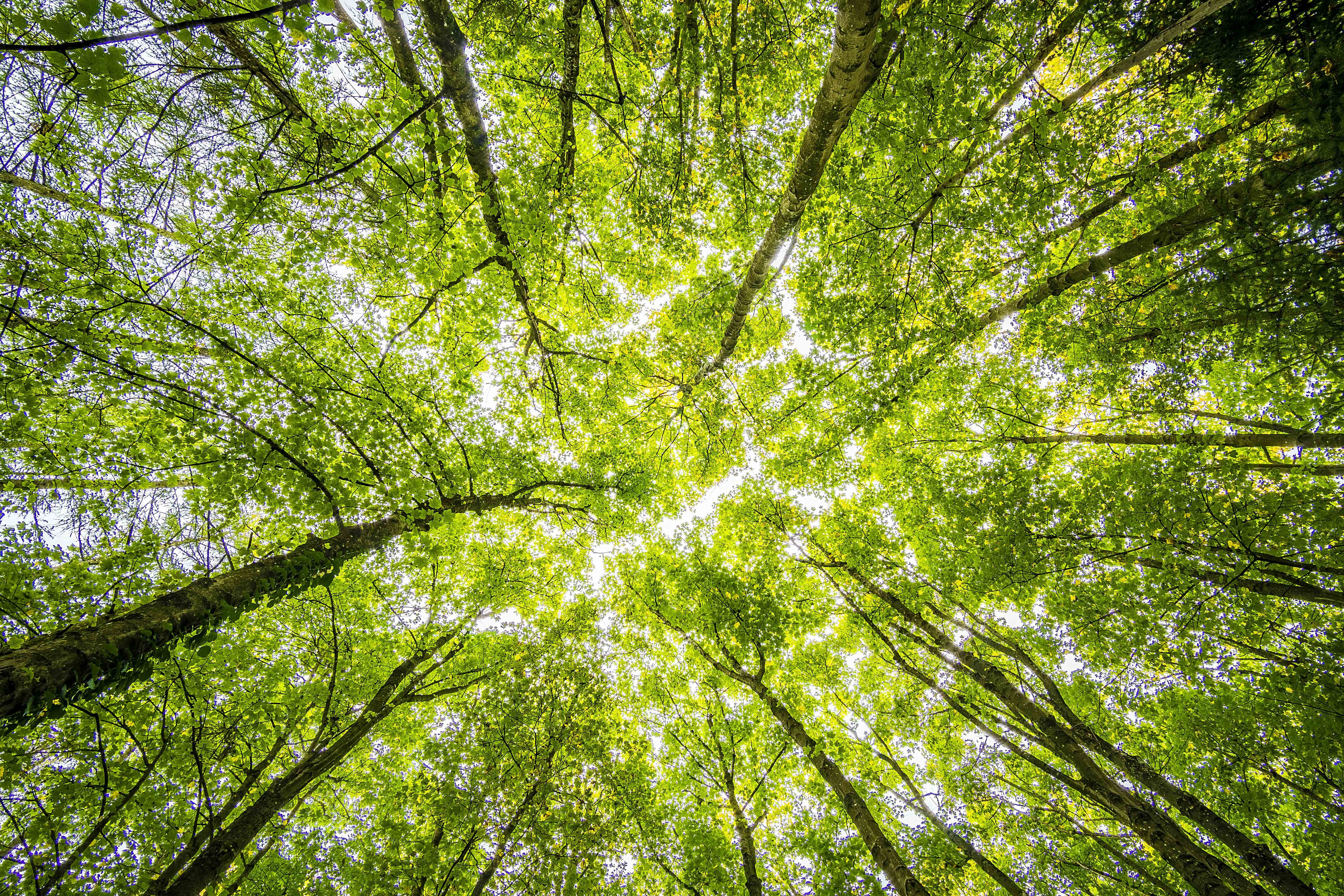 upward view of the sun shining through green trees