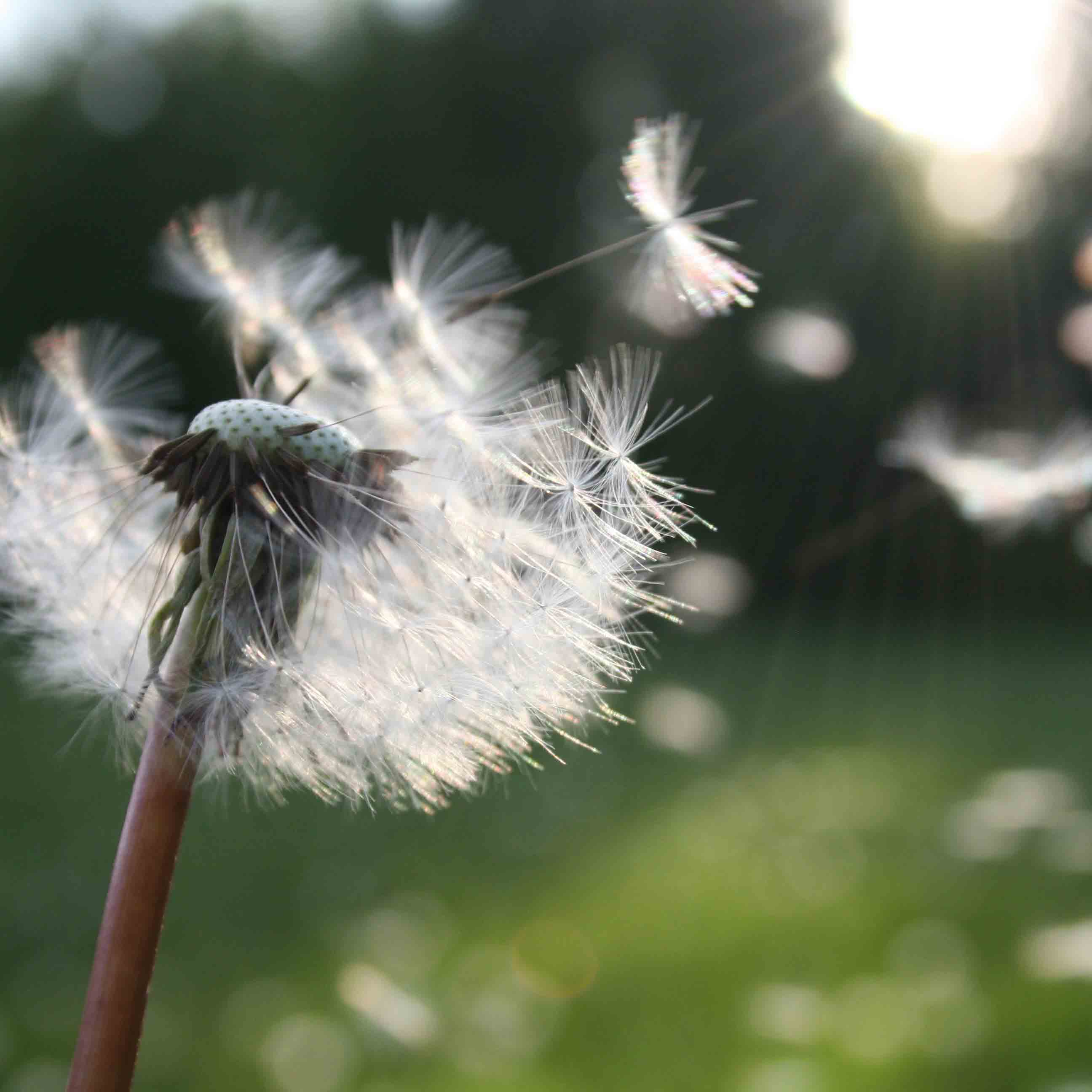 dandelion seeds blowing in the wind
